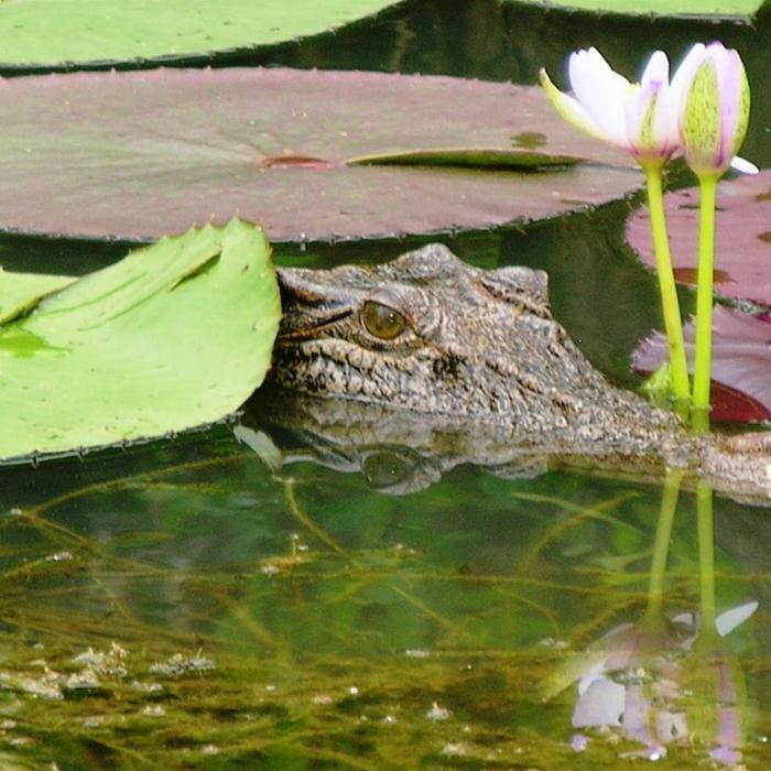 Wetland Cruises Corroboree Billabong Wetland Cruise - 2.5hr Lunch Cruise Self Drive - 12.45pm