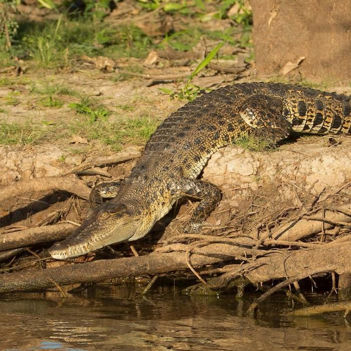 Wetland Cruises Corroboree Billabong Wetland Cruise - 2.5hr Lunch Cruise Self Drive - 12.45pm