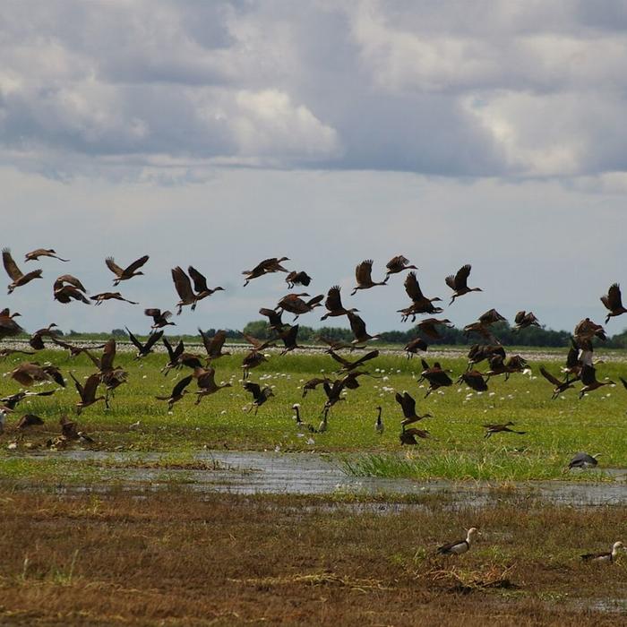 Corroboree Billabong Wetland Cruises - 1.5 hr Morning Cruise Self Drive - 10.00am