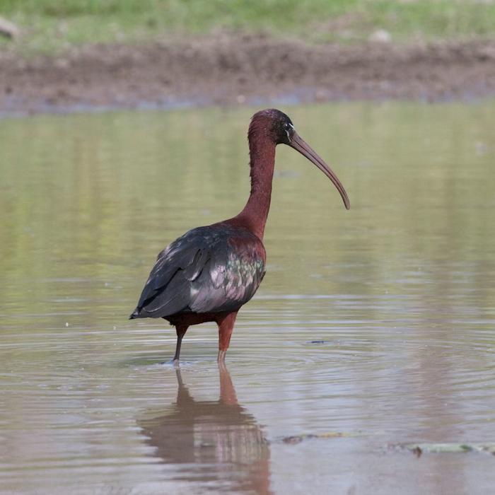 Corroboree Billabong Wetland Cruises - 1.5 hr Morning Cruise Self Drive - 10.00am