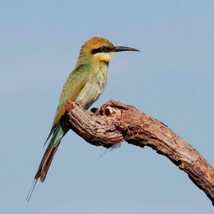 Wetland Cruises From Darwin - 1 Day Wetland Experience including 2.5 Hour Wildlife Cruise + Lunch