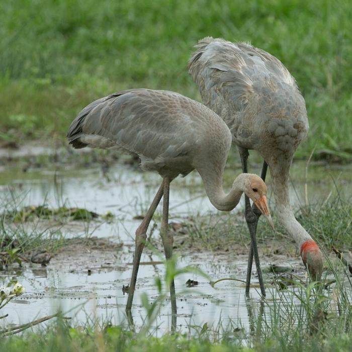 Wetland Cruises From Darwin - 1 Day Wetland Experience including 2.5 Hour Wildlife Cruise + Lunch