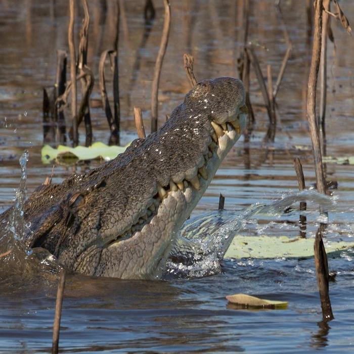 Wetland Cruises From Darwin - 1 Day Wetland Experience including 2.5 Hour Wildlife Cruise + Lunch