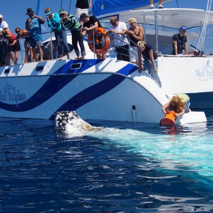 Blue Dolphin Marine Tours Exclusive Whale Watching Encounter
