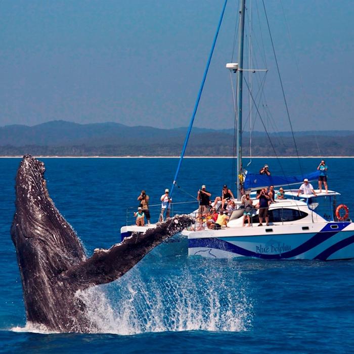 Blue Dolphin Marine Tours Exclusive Whale Watching Encounter