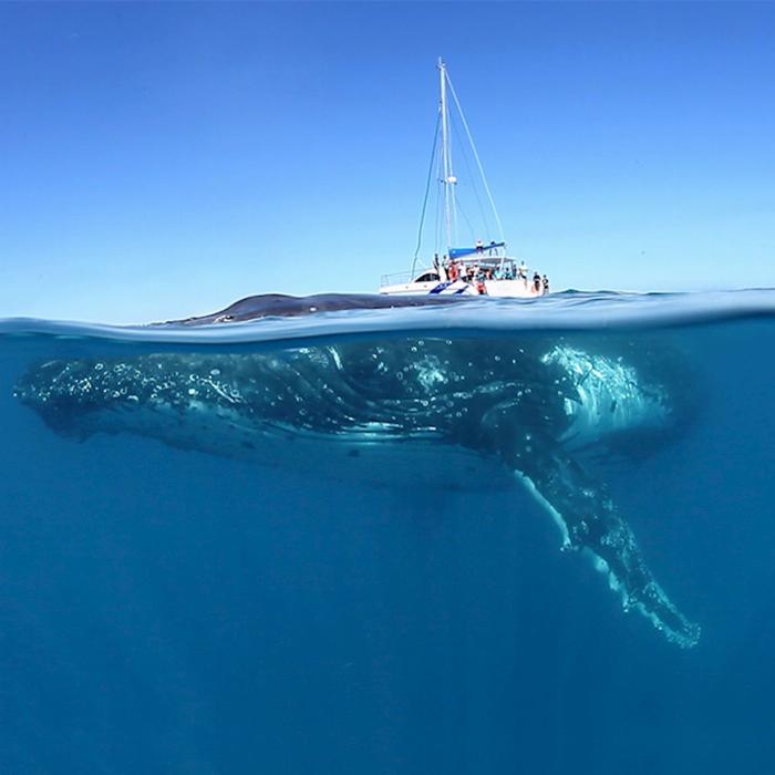 Blue Dolphin Marine Tours Exclusive Whale Watching Encounter