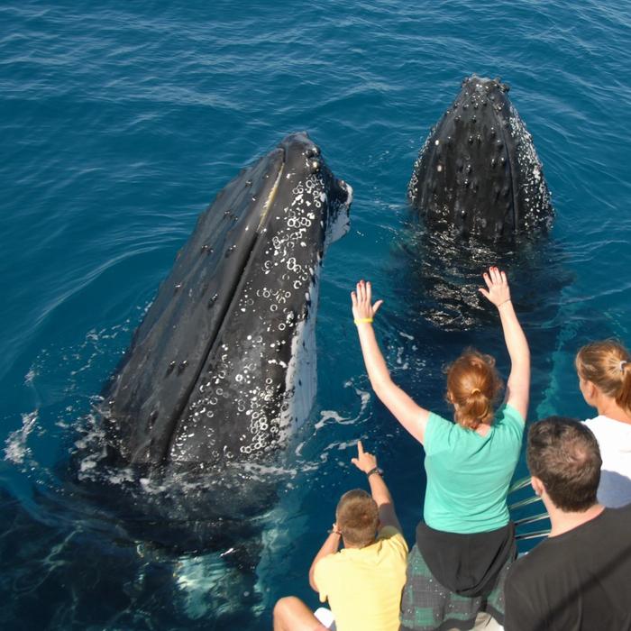 Blue Dolphin Marine Tours Exclusive Whale Watching Encounter