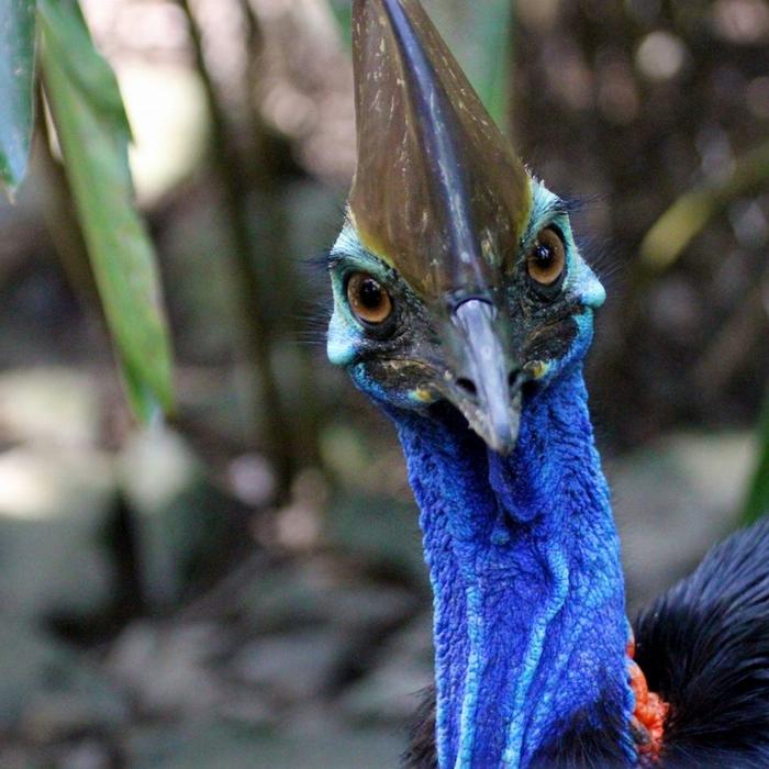 Tropic Wings Cape Tribulation, Daintree & Wildlife