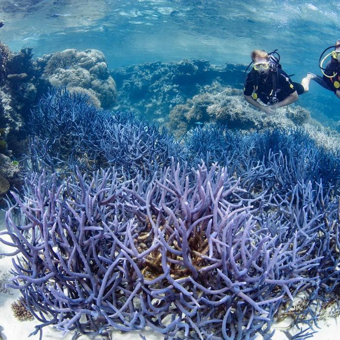 Silverswift Barrier Reef Cruise (Certified Dive)
