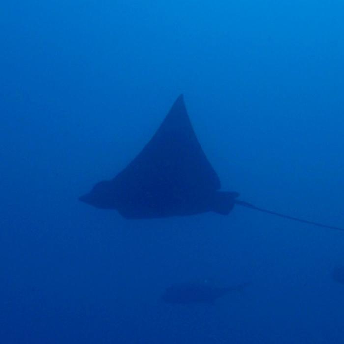 Yongala Dive SS Yongala Wreck Dive