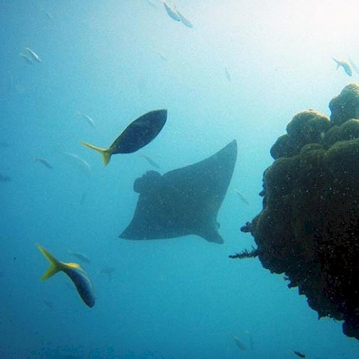 Yongala Dive SS Yongala Wreck Dive