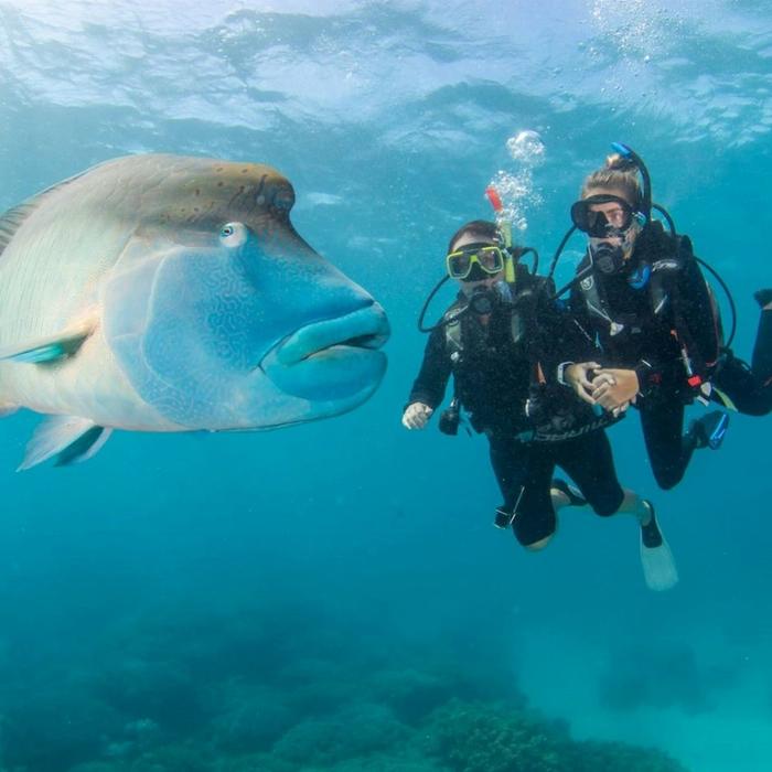 Reef Encounter Certified Dive Adventure 2D/1N (4 Day Dives, 1 Night Dives)