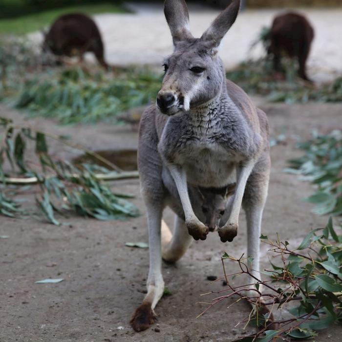 Healesville Sanctuary General Entry (Student)