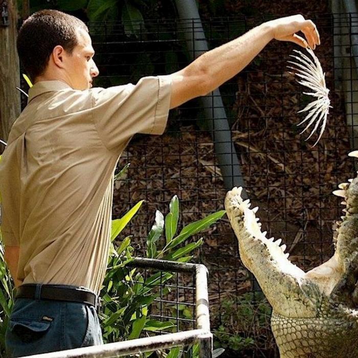 Hartley's Crocodile Adventures Entry + Big Croc Feed with Return Transfers ex Cairns & Cairns Northern Beaches