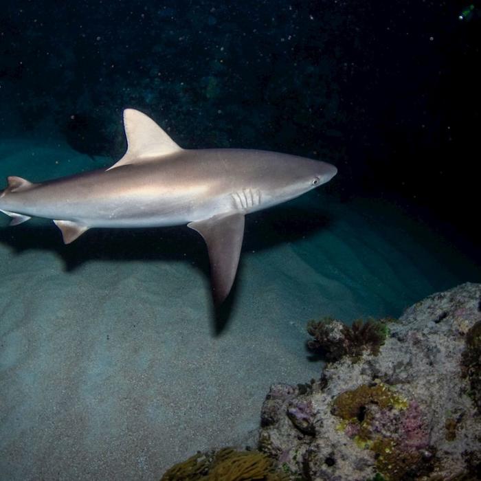 Reef Encounter Certified Dive Adventure 3D/2N (7 Day Dives, 2 Night Dives)