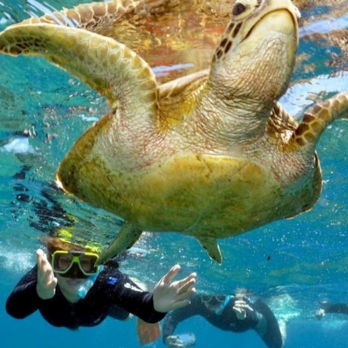 Reef Encounter Snorkel Adventure 4D/3N