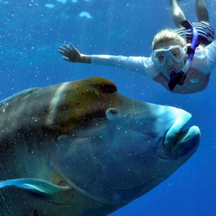 Reef Encounter Intro / Resort Dive Adventure 4D/3N (10 Day Dives)