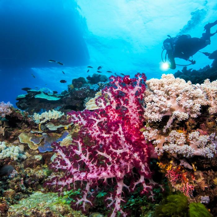 Pro Dive Cairns 3 Day/2 Night Liveaboard (PADI Enriched Air Nitrox Course)