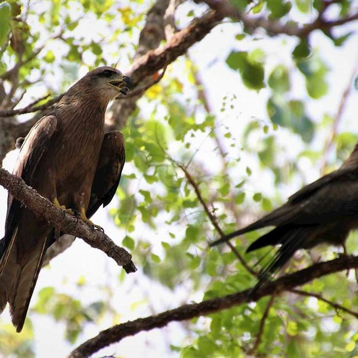 Ethical Adventures NT Waterfalls Paradise - Litchfield Regional Tour