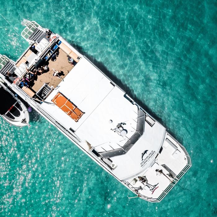Dolphin Wild Island Cruises Eco Marine Safari Cruise and Snorkel