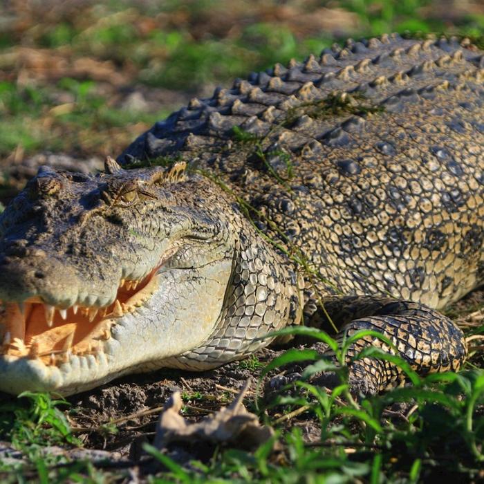 Corroboree Billabong Wetland Cruises - Sunset Cruise Self Drive - 4.30pm