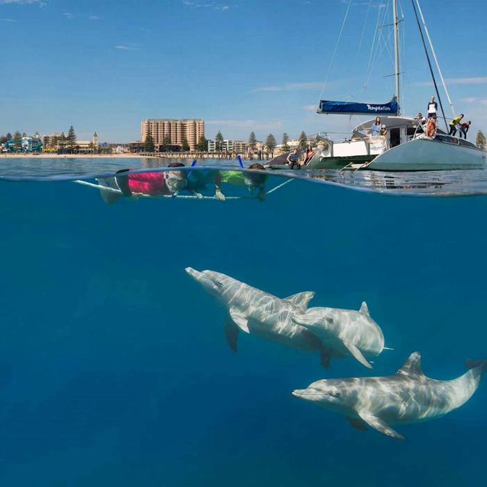 Temptation Sailing Wild Dolphin Swim