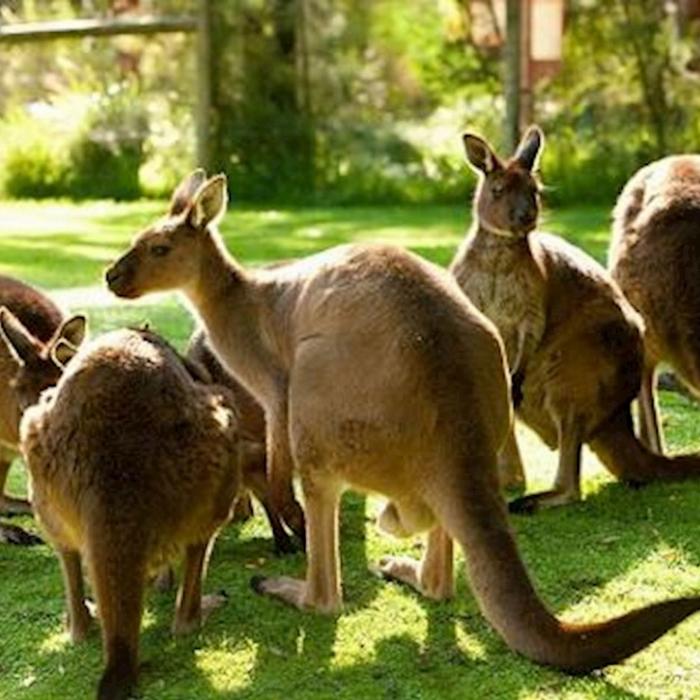 Around And About Healesville Wildlife Sanctuary
