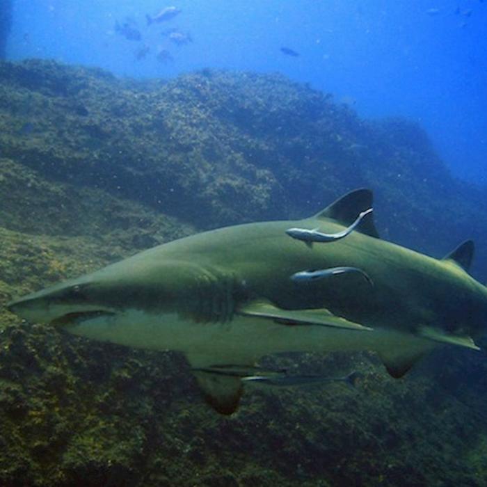 Wolf Rock Dive Double Tank Dive at Wolf Rock Advanced or higher