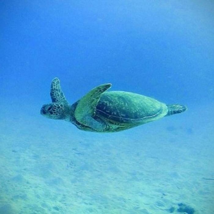 Divers Den Scuba Refresher