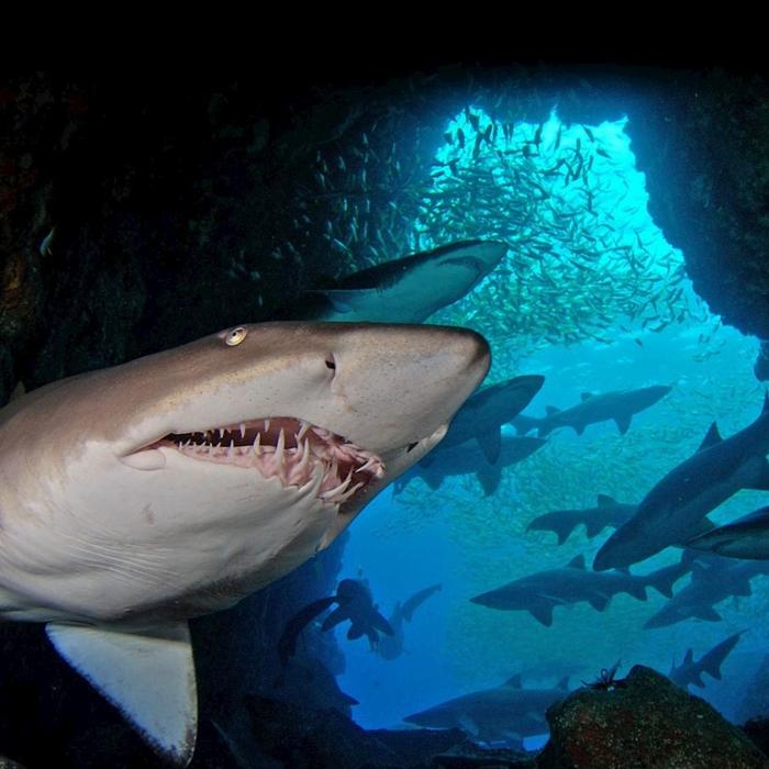 South West Rocks Dive Centre 2 Night / 4 Dive Package