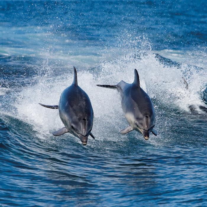 Pennicott Wilderness Journeys Bruny Island Full Day Tour