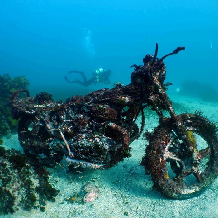 Pro Dive Sydney Double Guided Shore Certified Dive with All Gear Hire