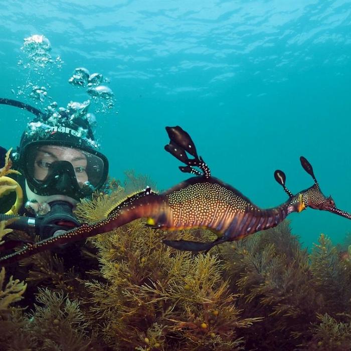 Pro Dive Sydney Double Guided Shore Certified Dive with All Gear Hire