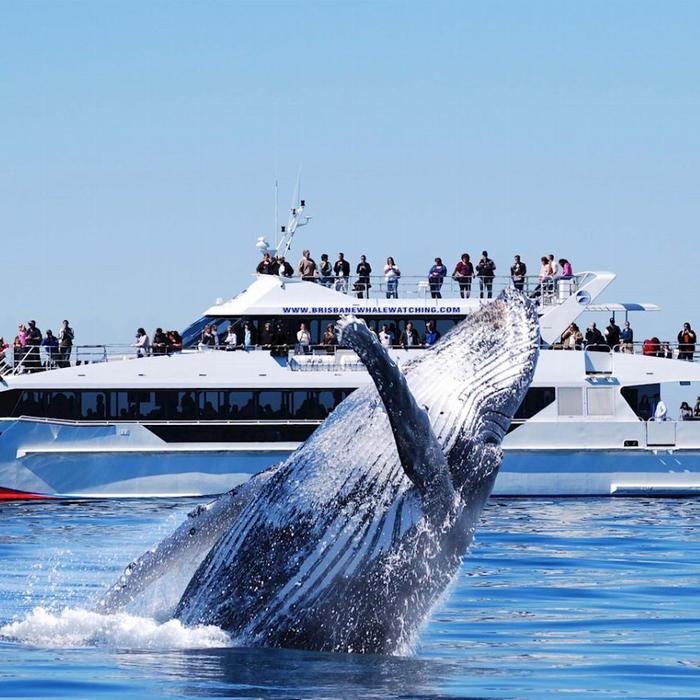 Brisbane Whale Watching Whale Watching in Moreton Bay