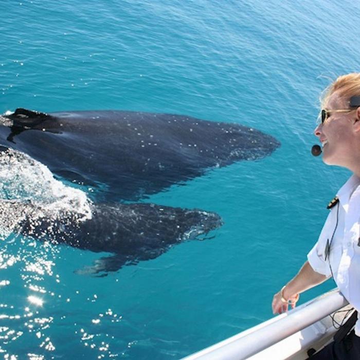 Brisbane Whale Watching Whale Watching in Moreton Bay - Premium