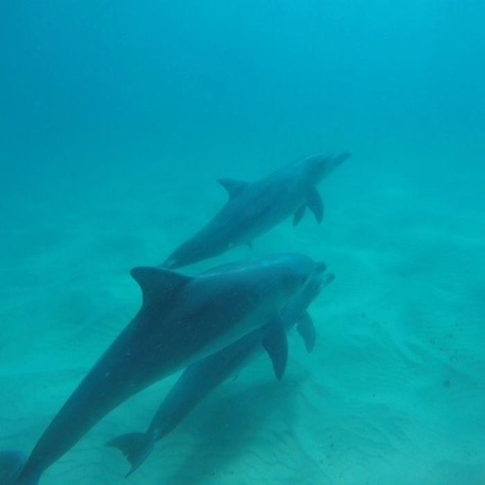 Cape Byron Kayaks Kayak with the Dolphins Tour