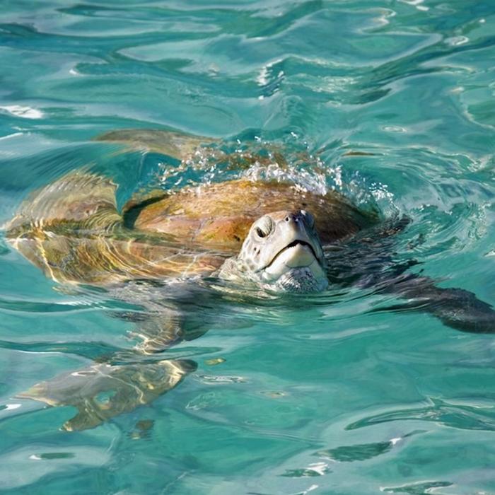 Whitsunday Jetski Tours Airlie Adventure Jetski Tour
