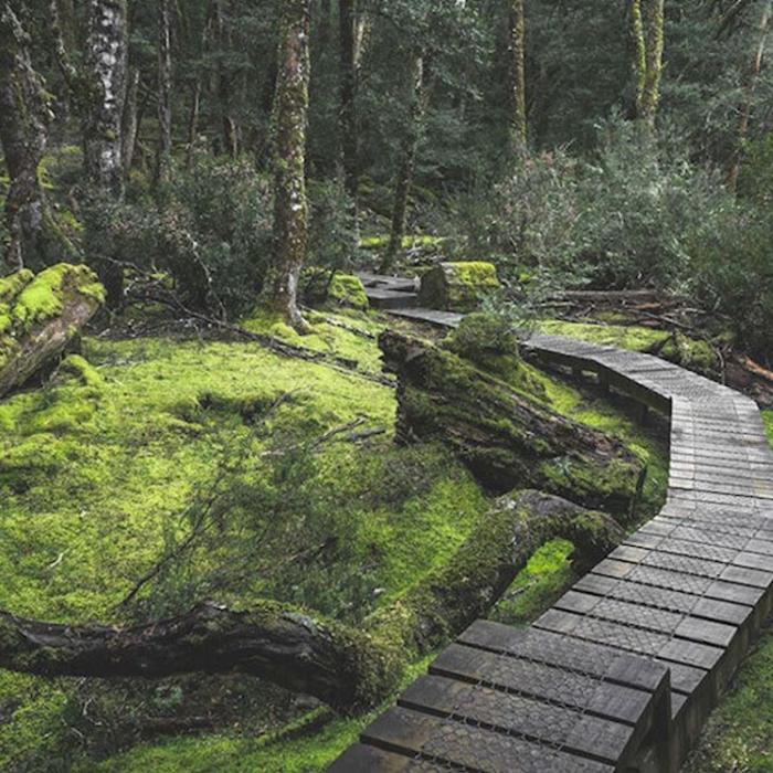 Tassie Tours Cradle Mountain Tour ex Cruise Ship