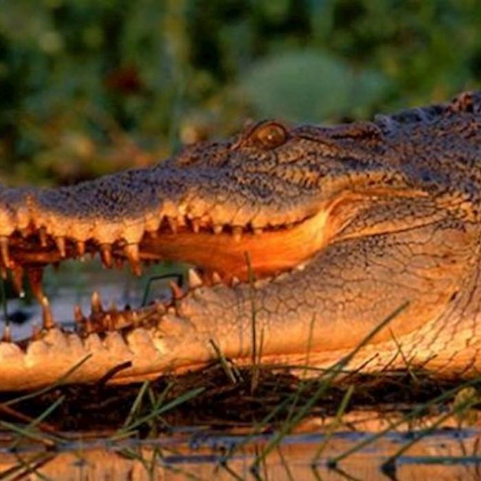 Corroboree Billabong Wetland Cruises - 2.5 hr Lunch Cruise with Shuttle - 12.15pm