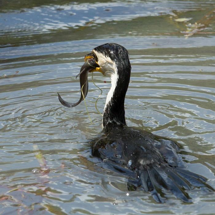 Corroboree Billabong Wetland Cruises - 2.5 hr Lunch Cruise with Shuttle - 12.15pm
