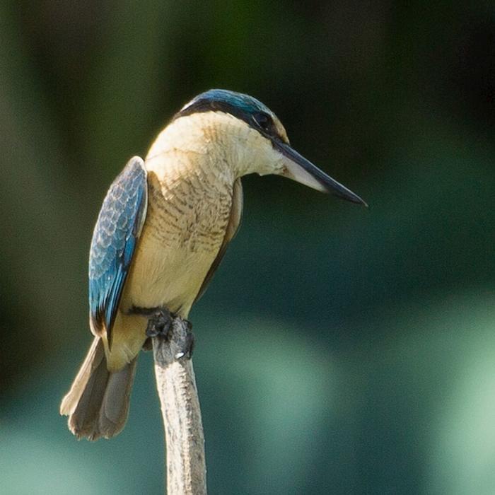 Corroboree Billabong Wetland Cruises - Sunset Cruise with Shuttle - 4.00pm