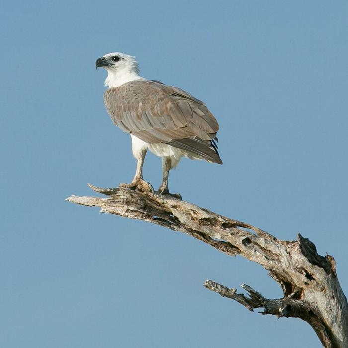 Corroboree Billabong Wetland Cruises - 1.5 hr Morning Cruise with Shuttle - 9.30am