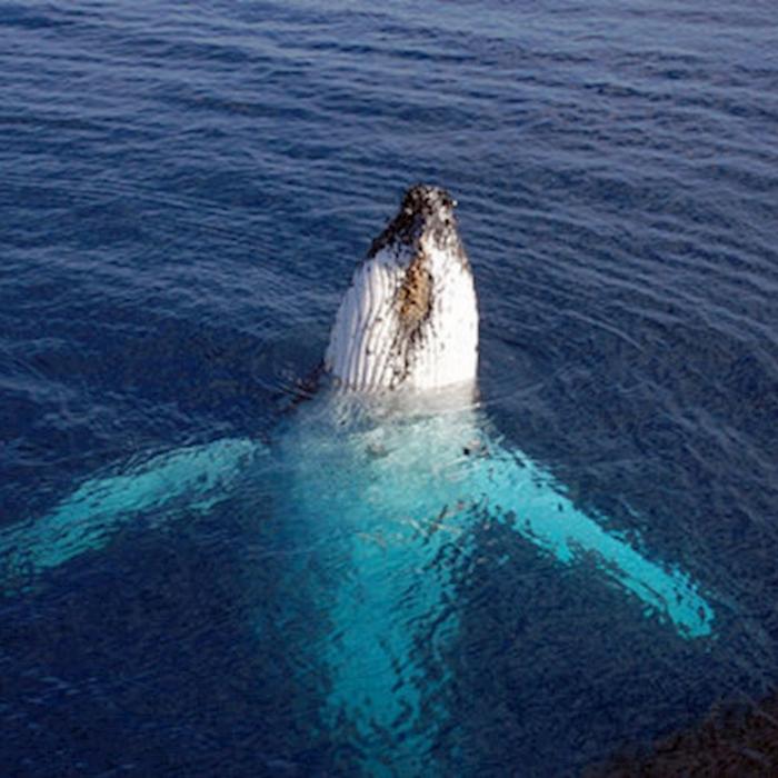 Wild Byron Whale Watching Safari