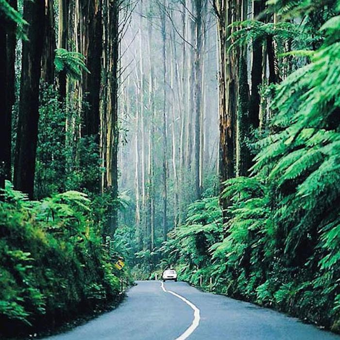 Around And About Dandenong Ranges