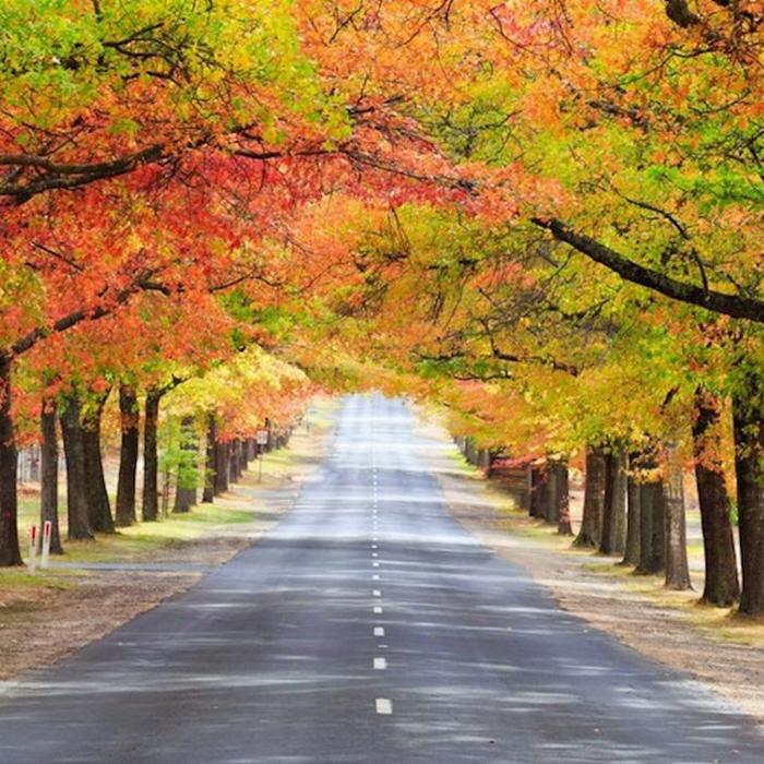 Around And About Mt Macedon Ranges & Daylesford