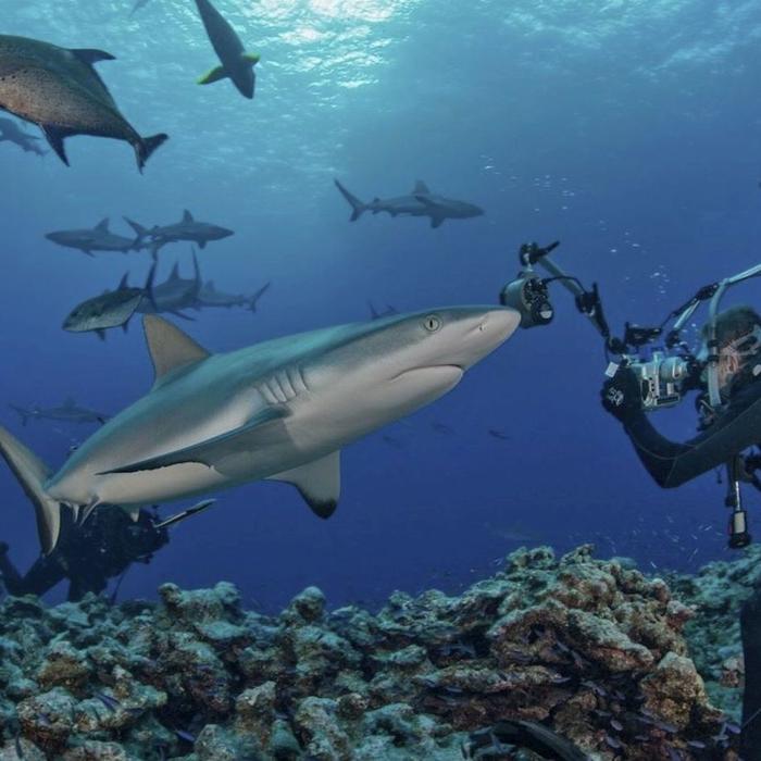 Mike Ball Dive Expeditions Fly Dive Coral Sea