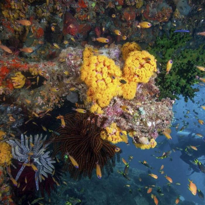 Mike Ball Dive Expeditions Fly Dive Coral Sea