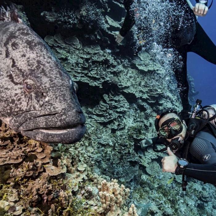 Mike Ball Dive Expeditions Coral Sea Safari