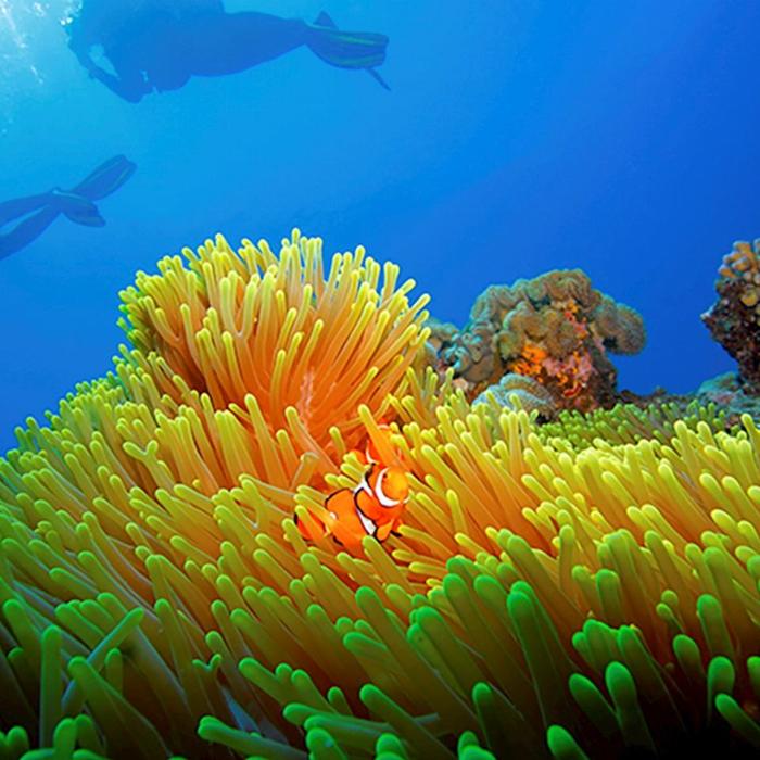 Calypso Snorkel & Dive Calypso Outer Reef Cruise - Self Drive