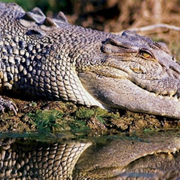 AAT Kings Jumping Crocs & Nature Adventure